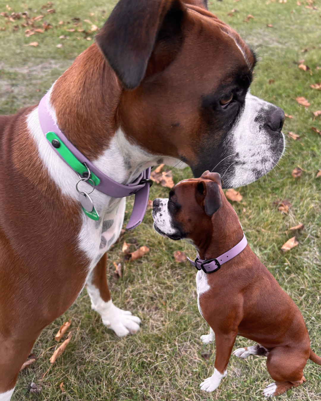 Collier en Biothane pour chien- Fait Main au Québec