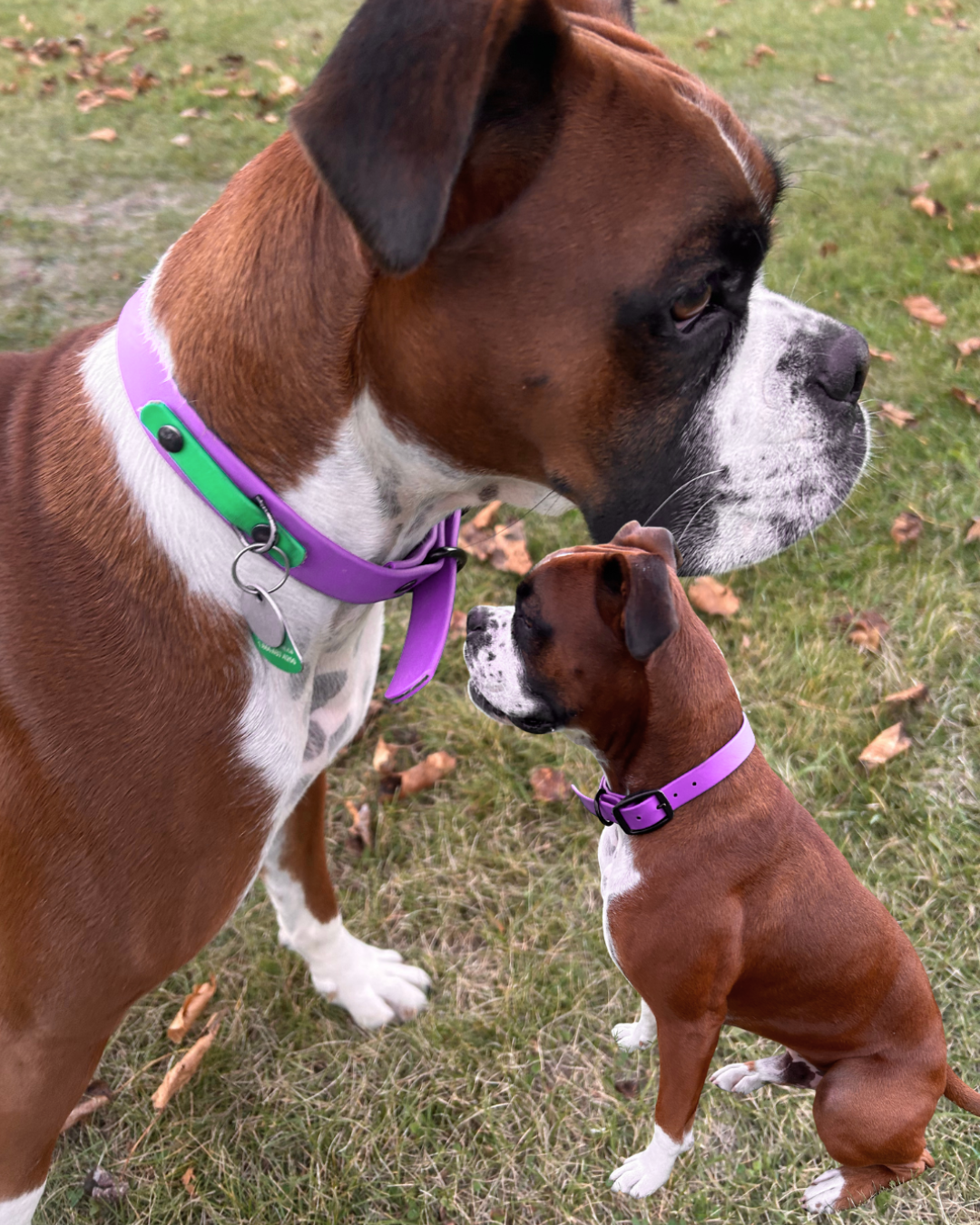 Collier en Biothane pour chien- Fait Main au Québec