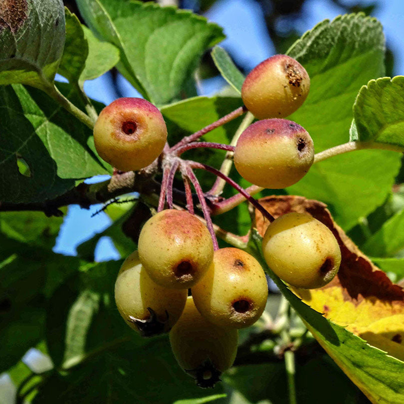 Pacific Crab Apple