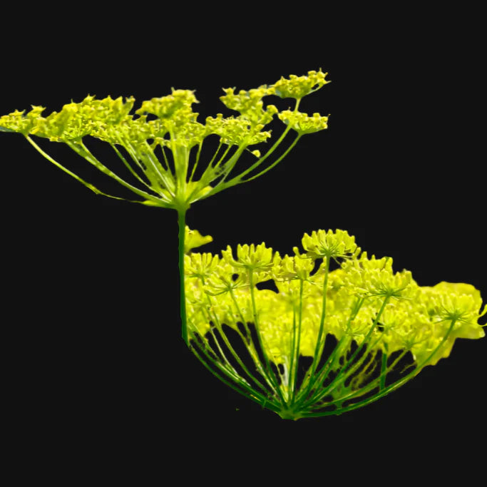 Perennial Fennel