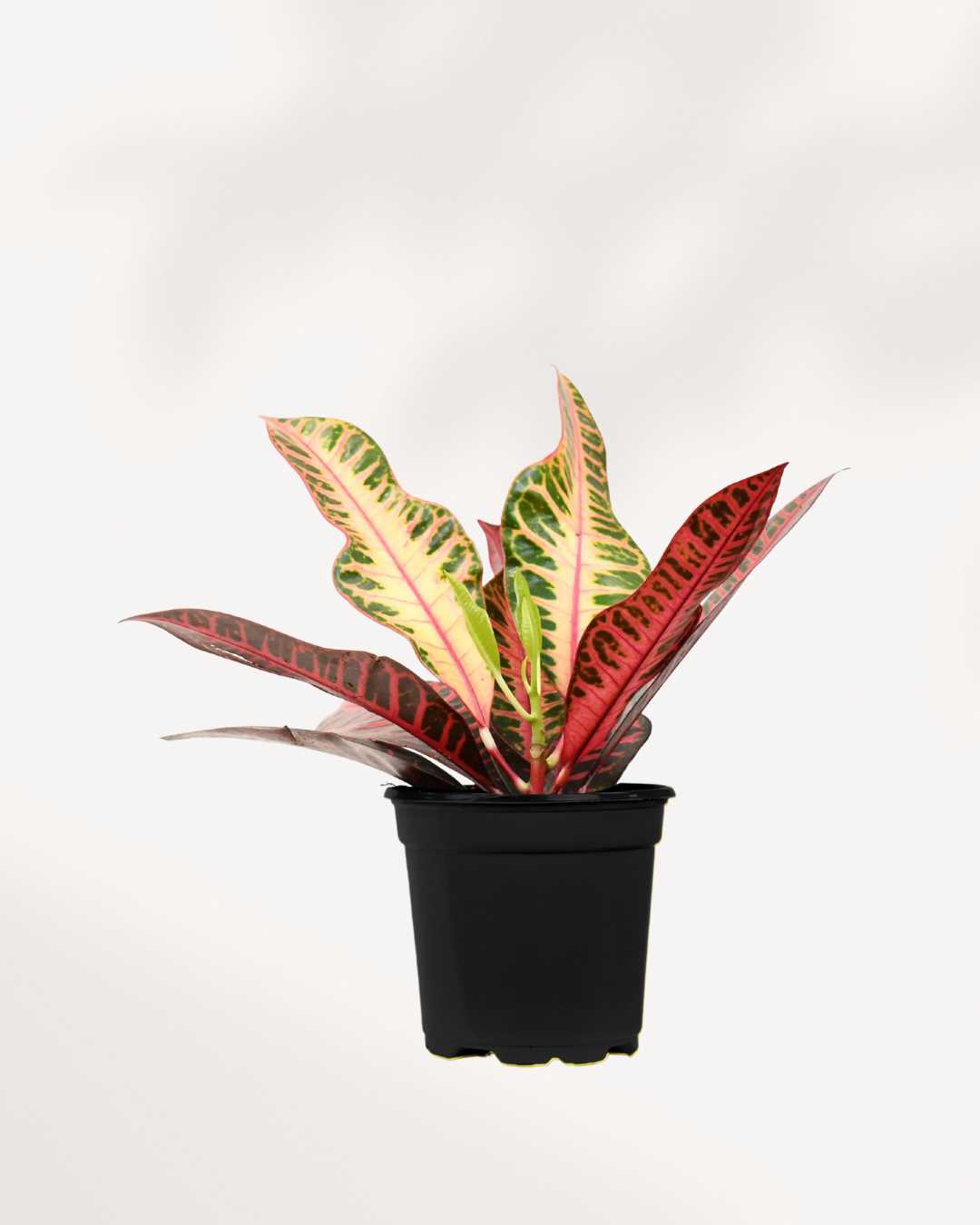 Croton Petra