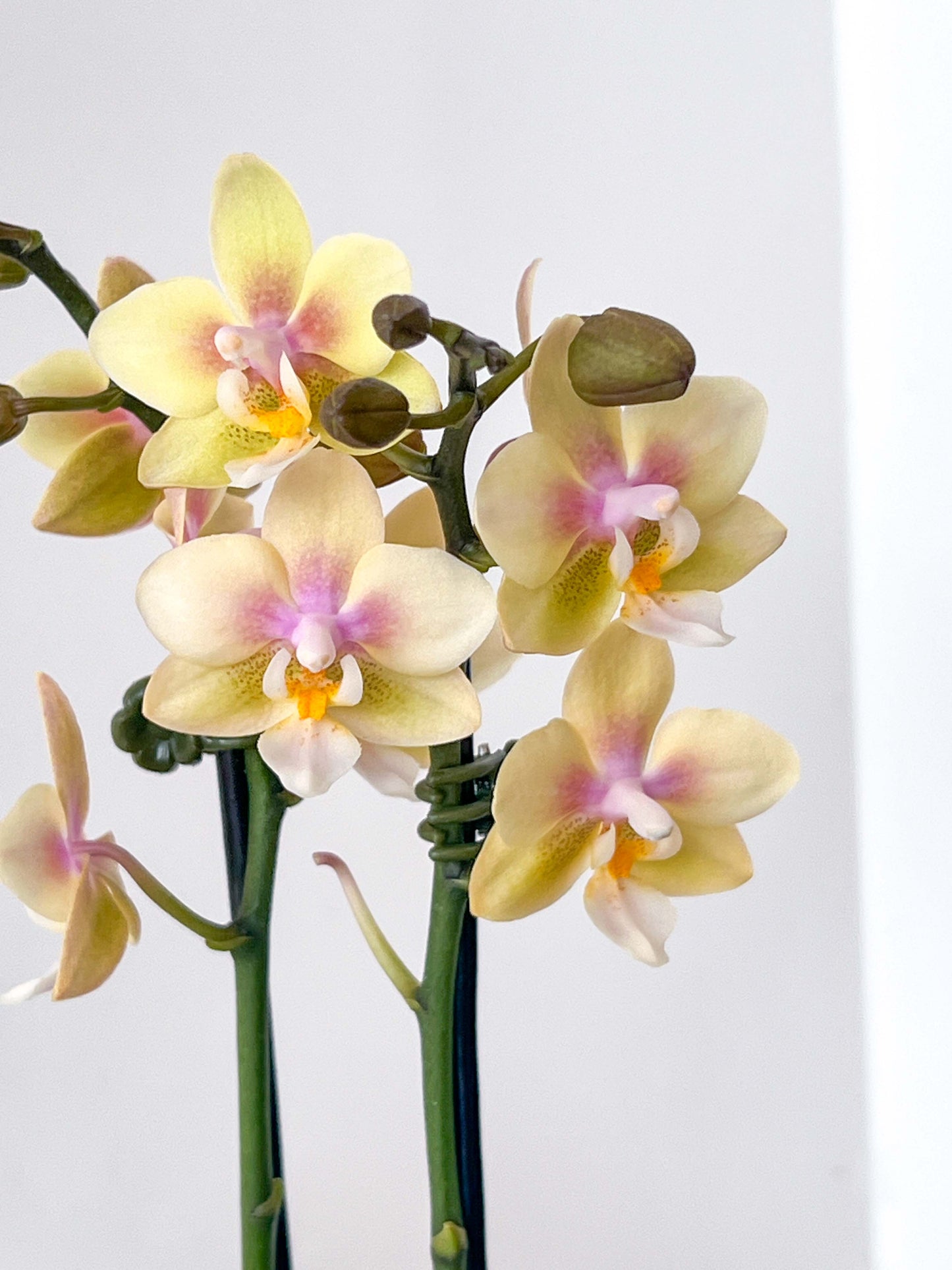 (Small) Best in Bloom Phalaenopsis