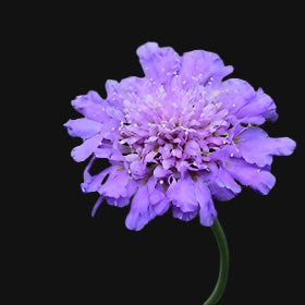 Pin Cushion Flower (Scabiosa)