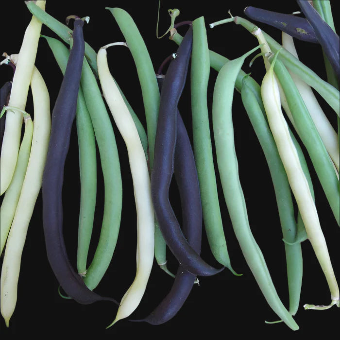 Pole Bean Mix