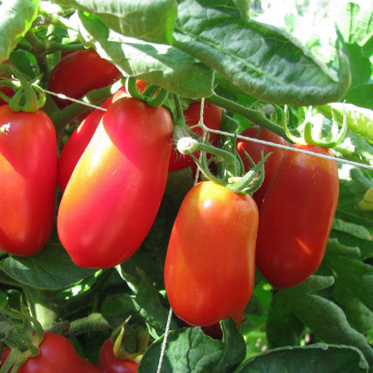 Pompeii Sauce Tomato