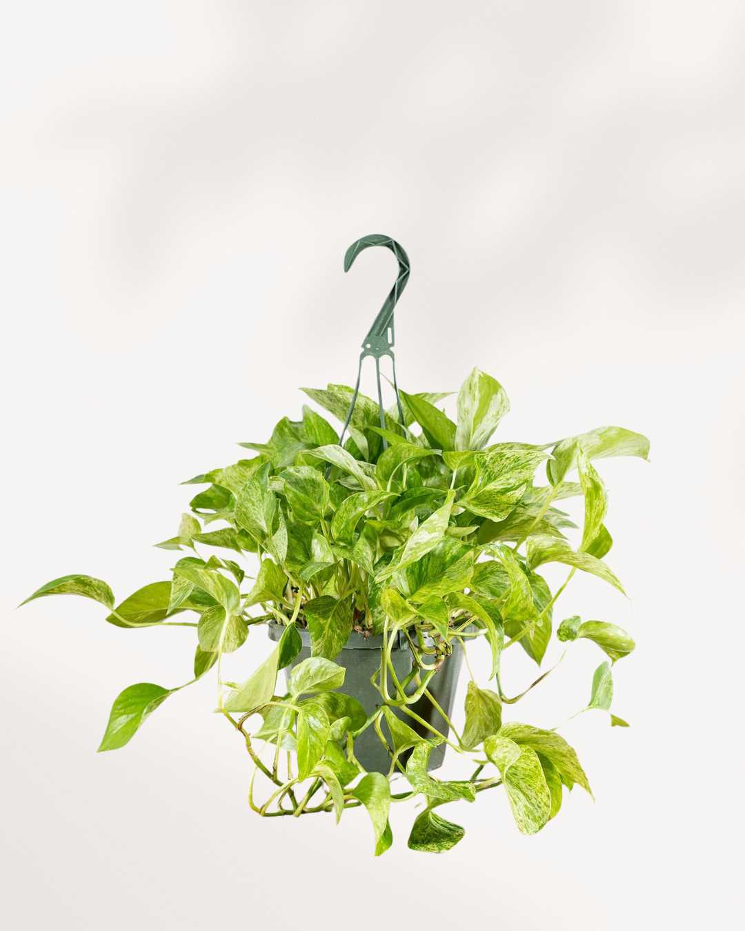 Marble Queen Pothos - Epipremnum Aureum Marble Queen