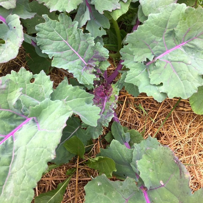Purple Soft Leaf Kale