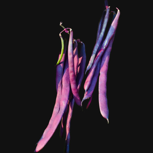 Purple Peacock Pole Bean