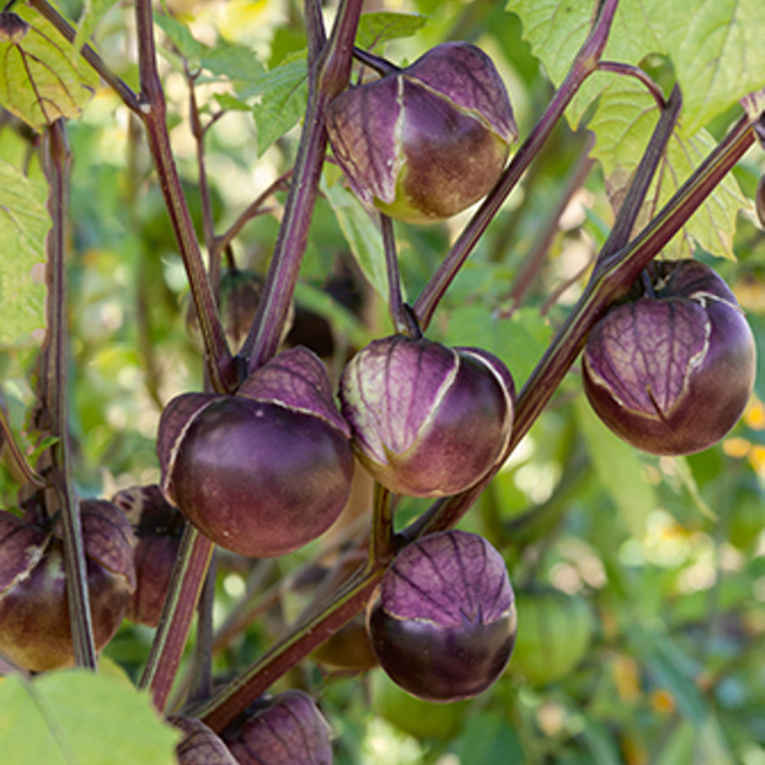 Purple Tomatillo