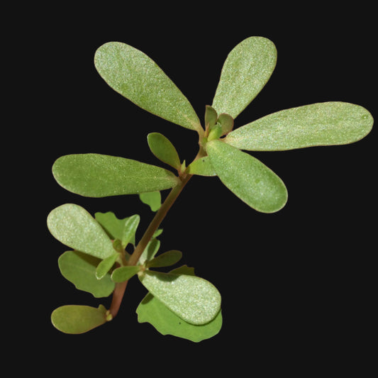 Purslane