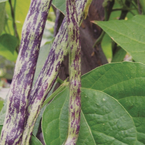 Rattlesnake Pole Bean