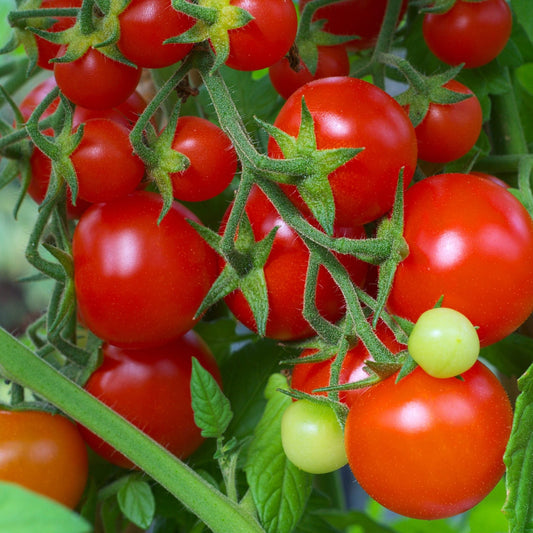 Red Cherry Tomato