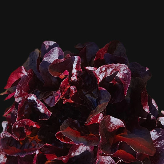Red Romaine Lettuce