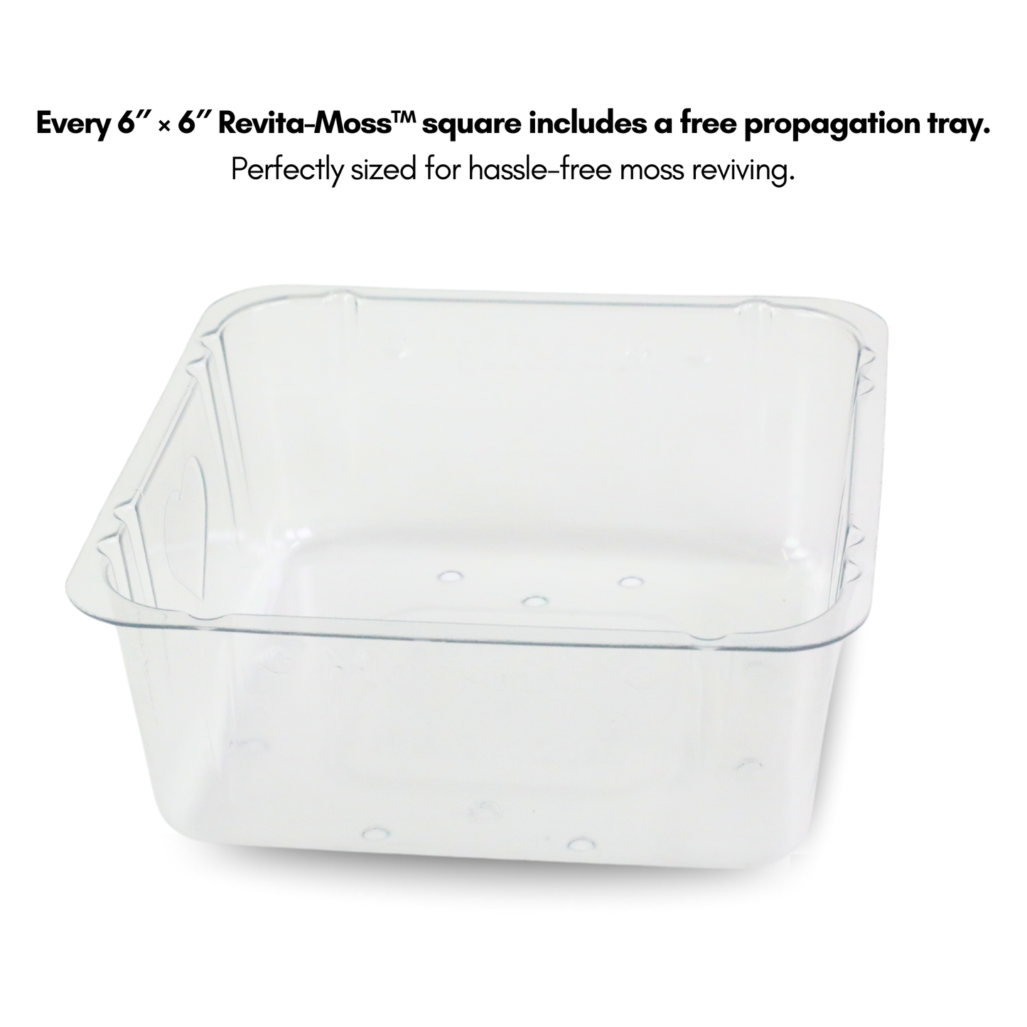 Natural Canadian Forest Moss - Revita-Moss (Pleurozium schreberi)