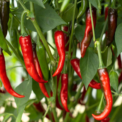 Ring-O-Fire Hot Pepper