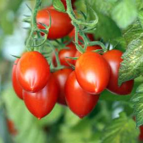 Roma/Paste Tomato Mix