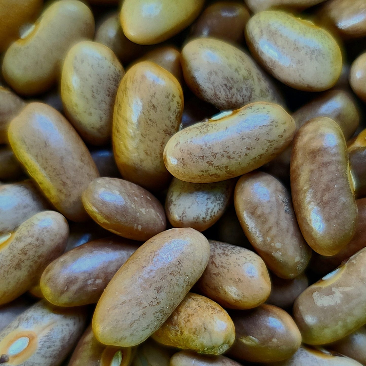 Royal Burgundy Bush Bean