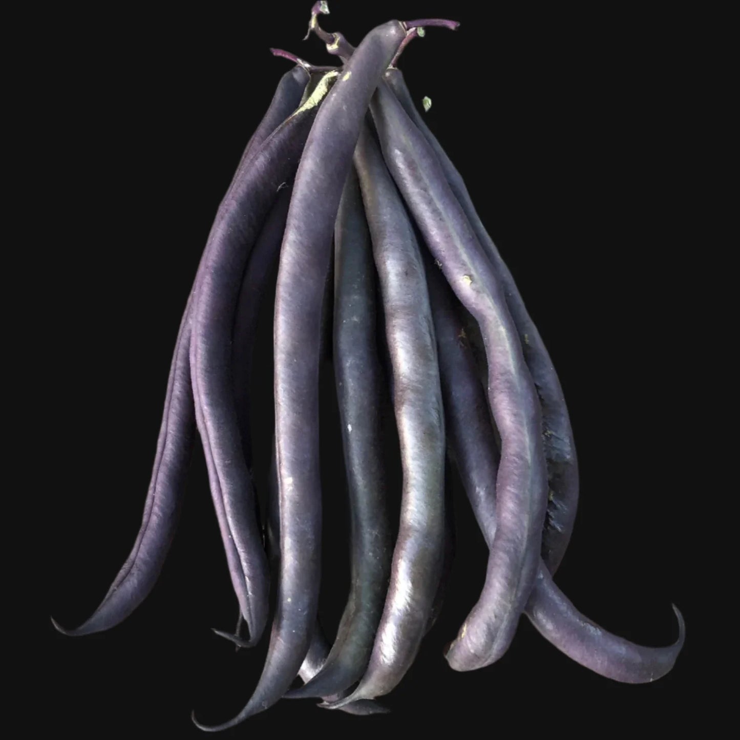 Royal Burgundy Bush Bean