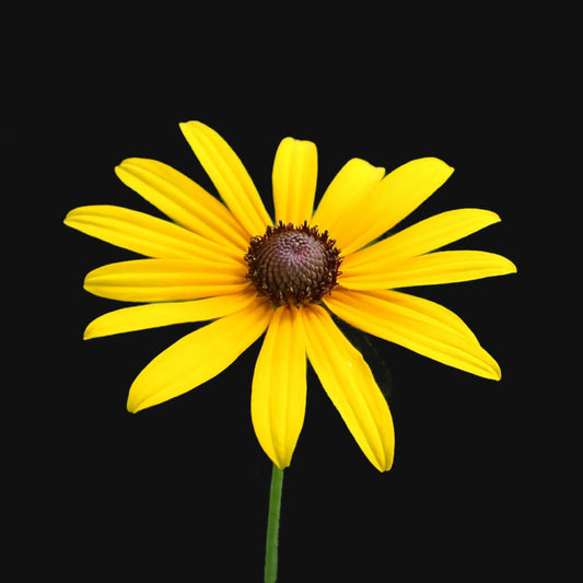 Black-Eyed Susan (Rudbeckia)