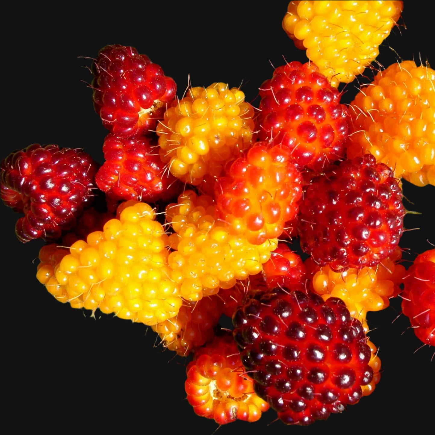 Salmonberry