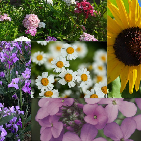 The Scented Flower Collection