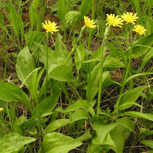 Scorzonera (Black Salsify)