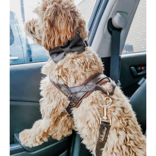 Grizzly brown leash with hands-free extension