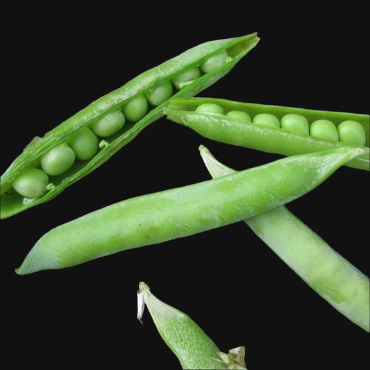 Shelling Pea