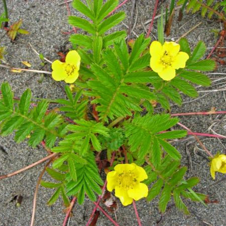 Pacific Silverweed Rootstock