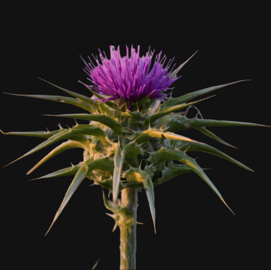 Milk Thistle