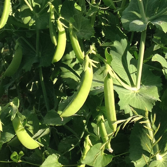 Snap Pea Mix