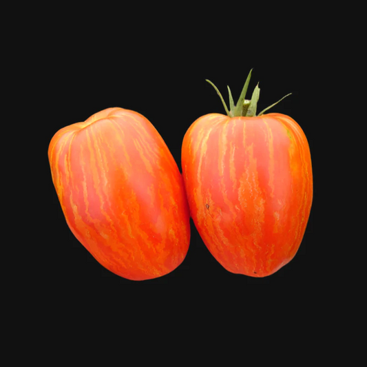Speckled Roman Tomato