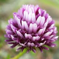 Springbank Clover (tkwla’i’shen)