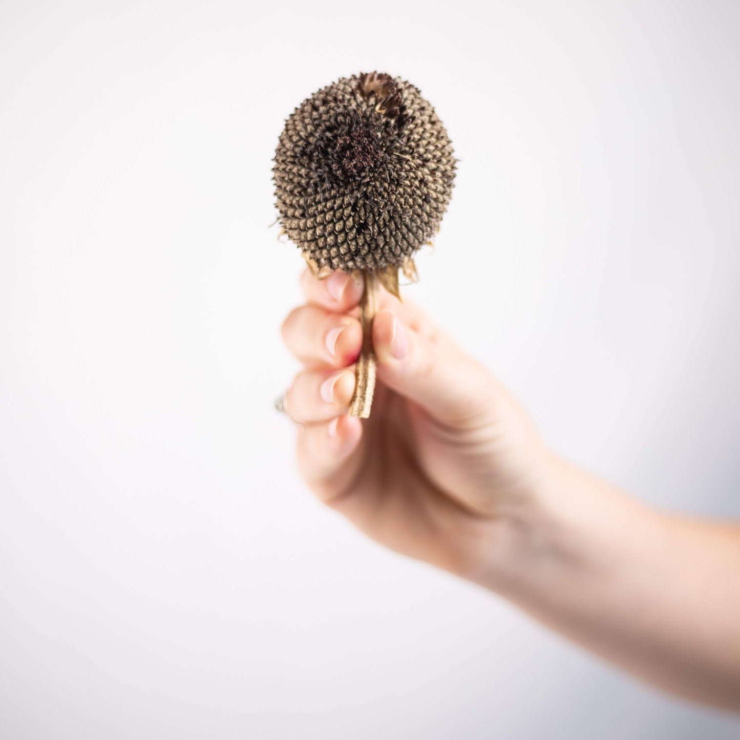 Scrunchy Sunflower Heads