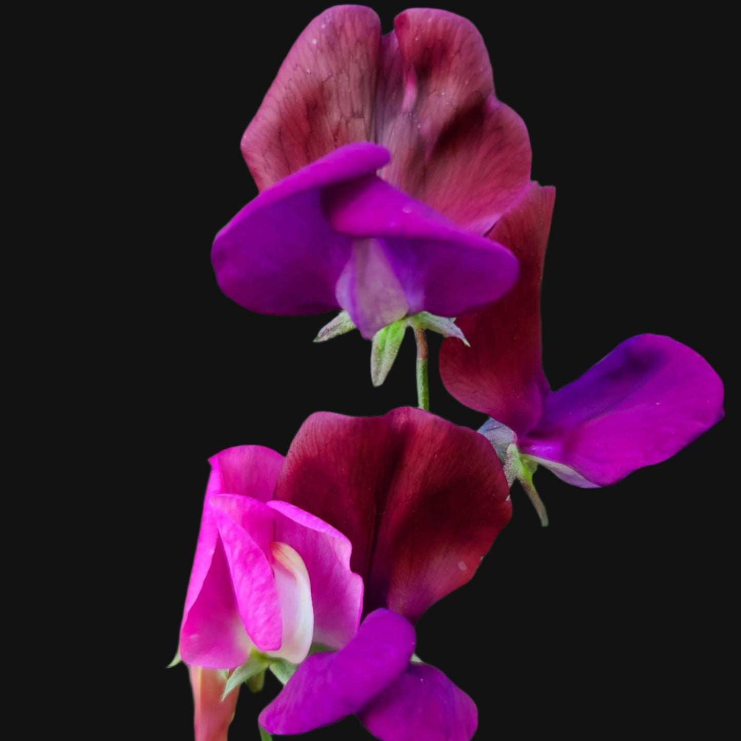 Sweet Pea Mix