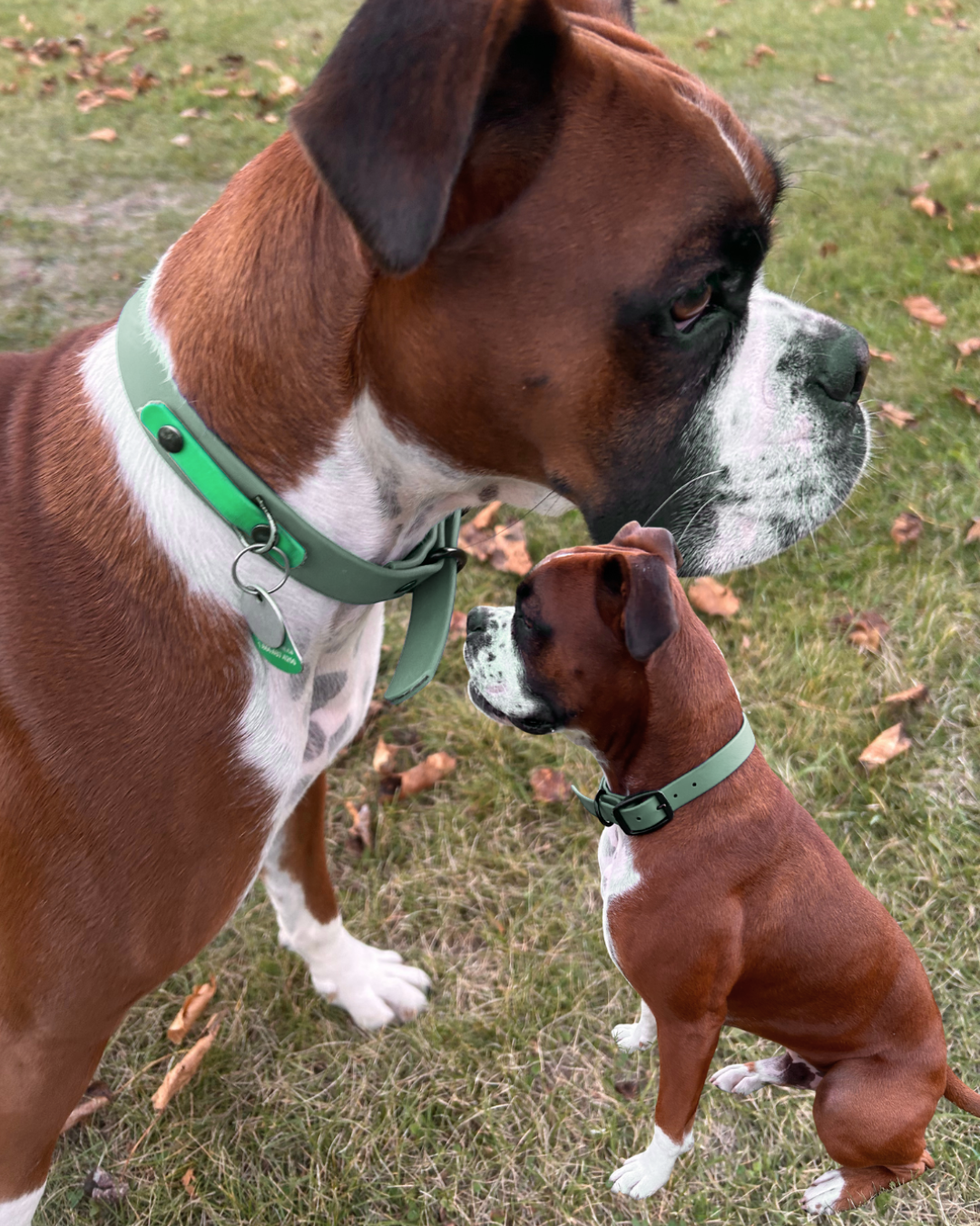 Collier en Biothane pour chien- Fait Main au Québec