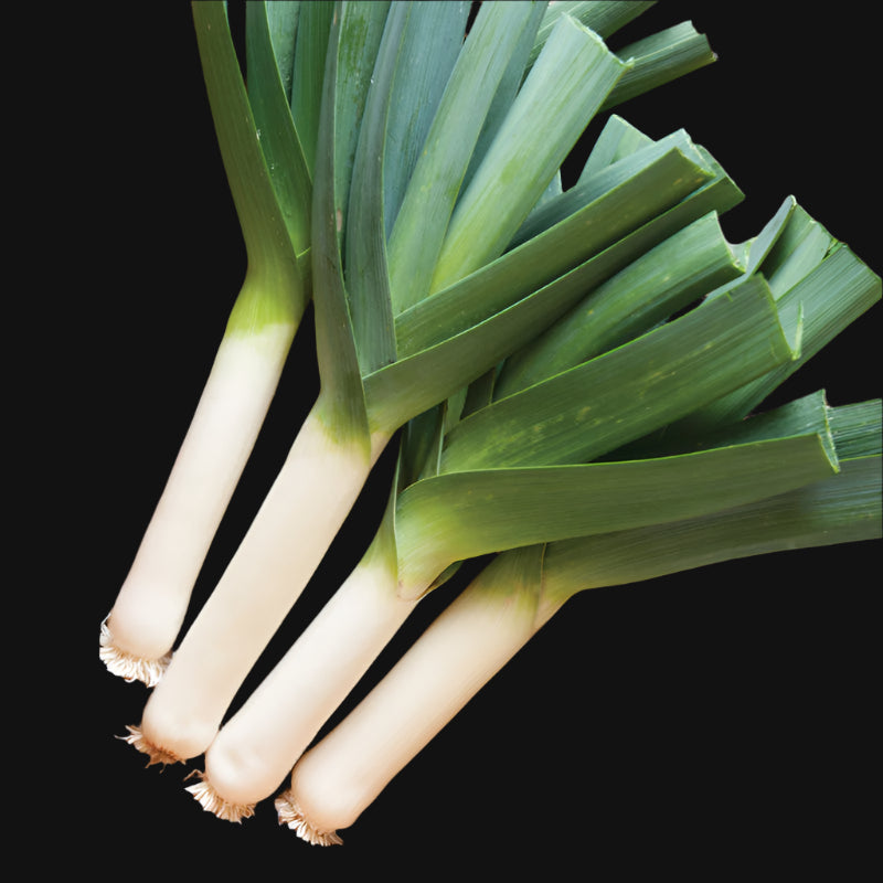 Tadorna Leek