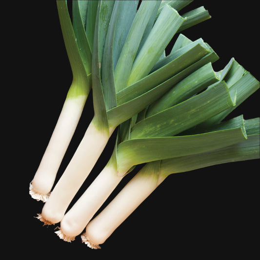 Tadorna Leek