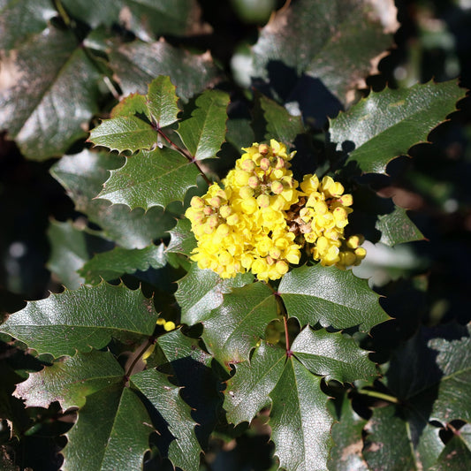 Tall Oregon Grape