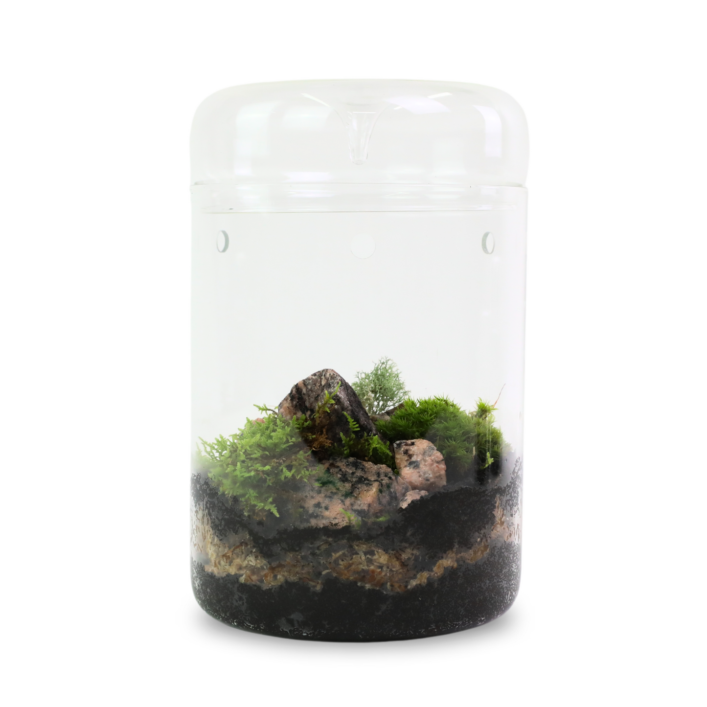 Natural Canadian Reindeer Moss - Revita-Moss