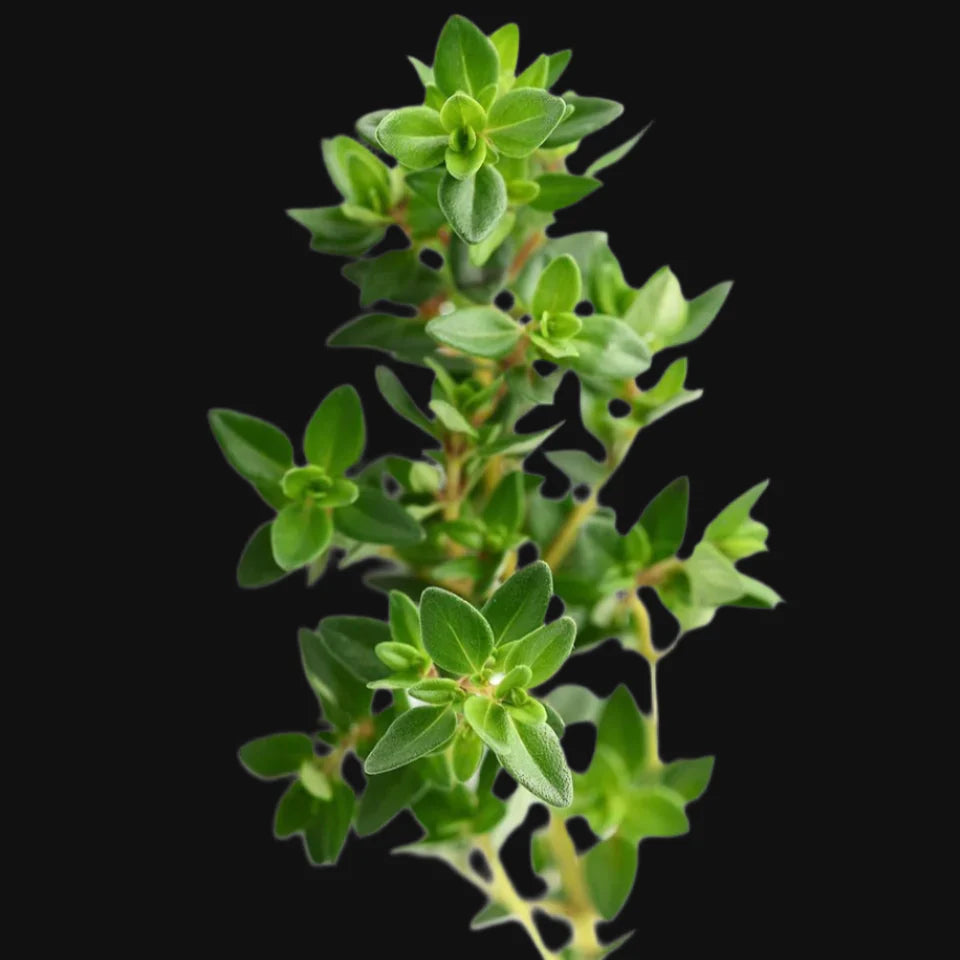Thyme
