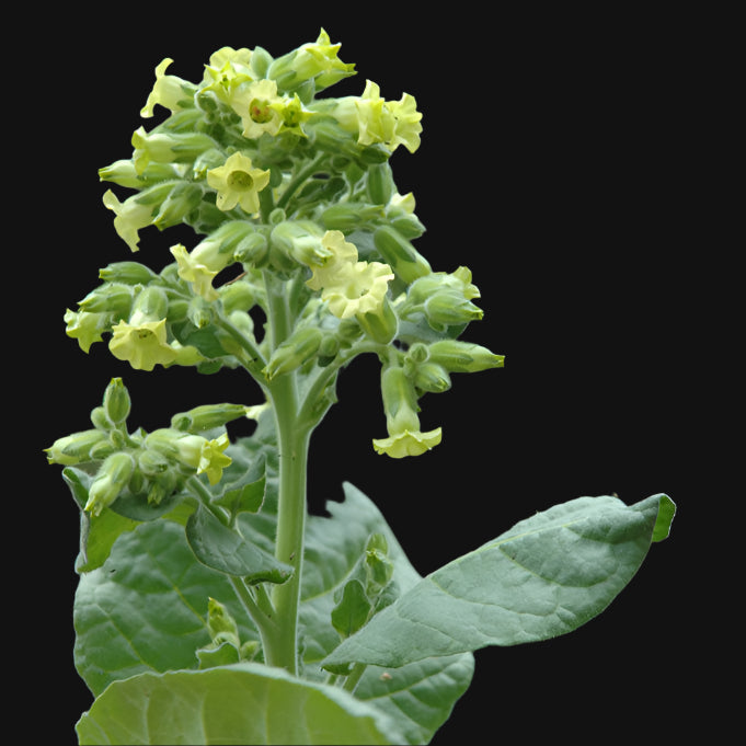 Tobacco Seeds