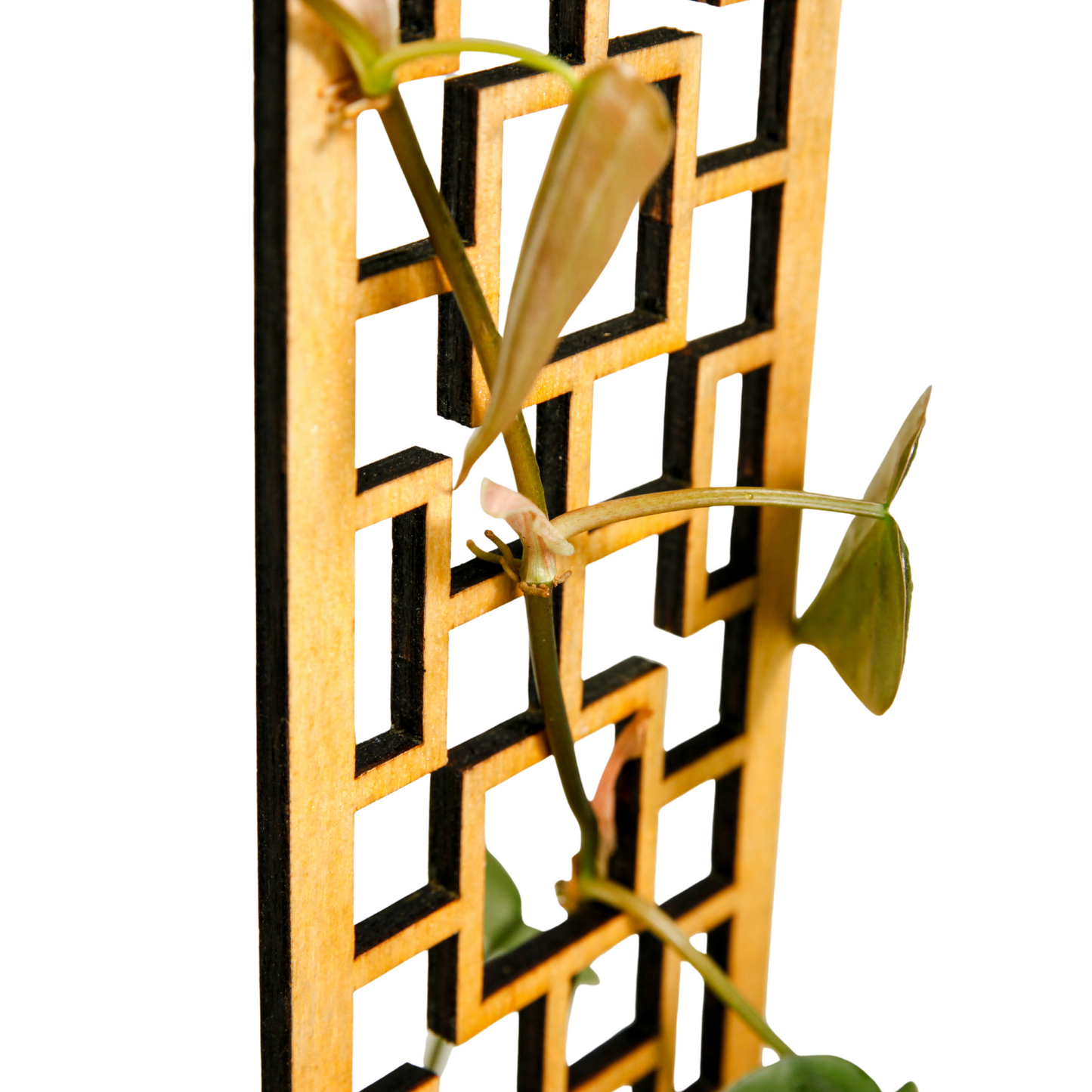 Tropical Squares Wooden Trellis