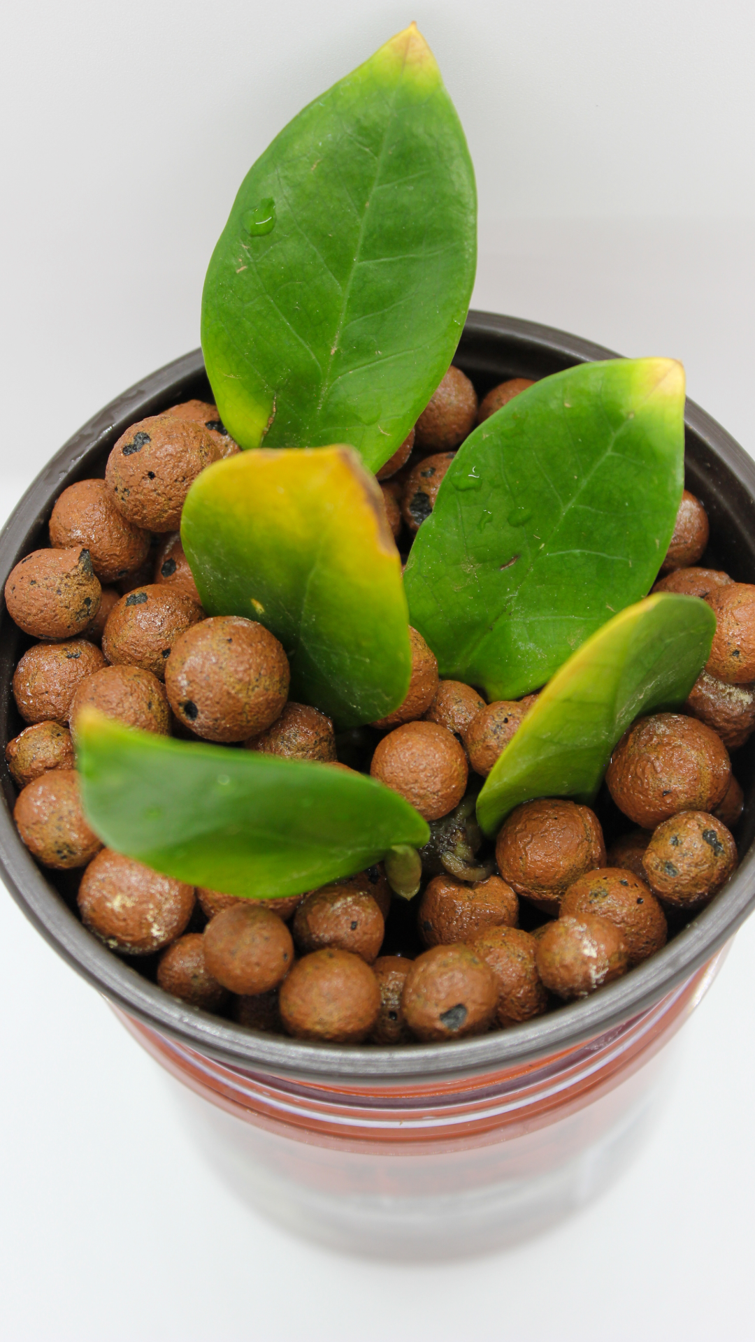 LECA (Clay balls) Standard