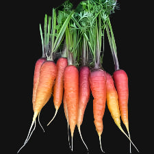 Vampire Carrot (Longue Rouge Sang)