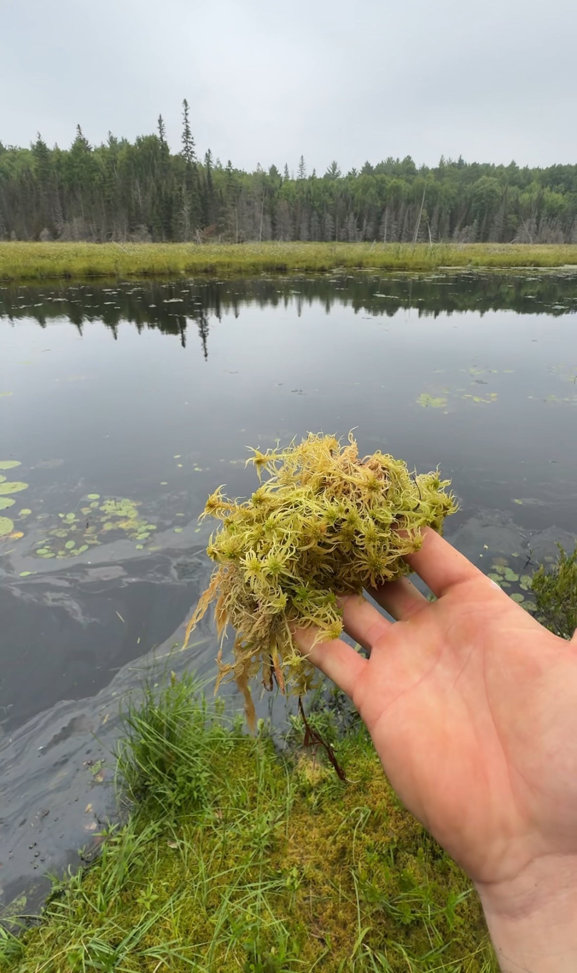 Natural Canadian Sphagnum Moss - Revita-Moss