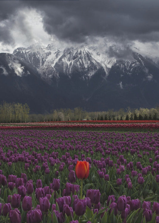 Wall art Tulip in Vancouver, Canada