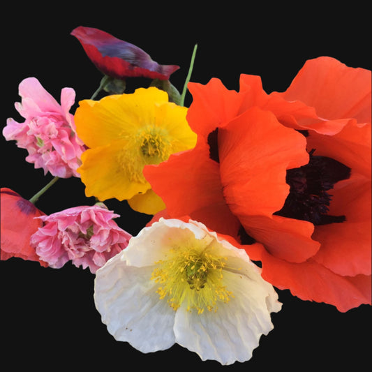 Poppy Mix