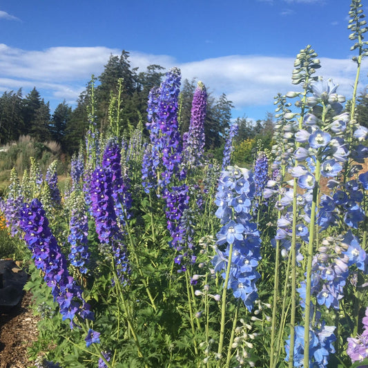 Delphinium - Pacific Giant Mix
