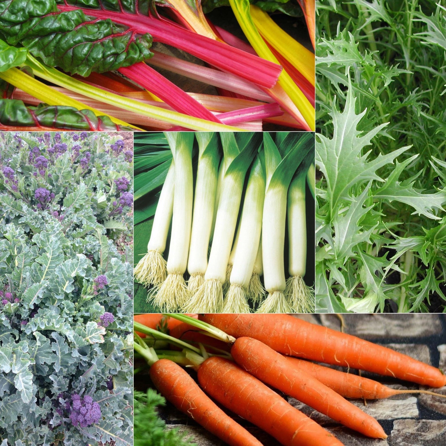 The Winter Harvest Collection